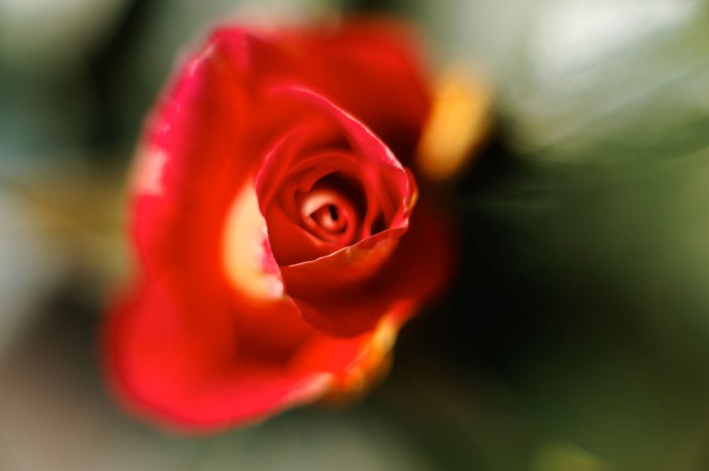 The first rose, April 2011