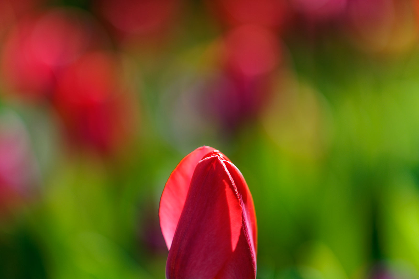 Floralia Brussels, April 2015