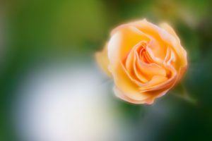 Roses are [not] red, June 2015