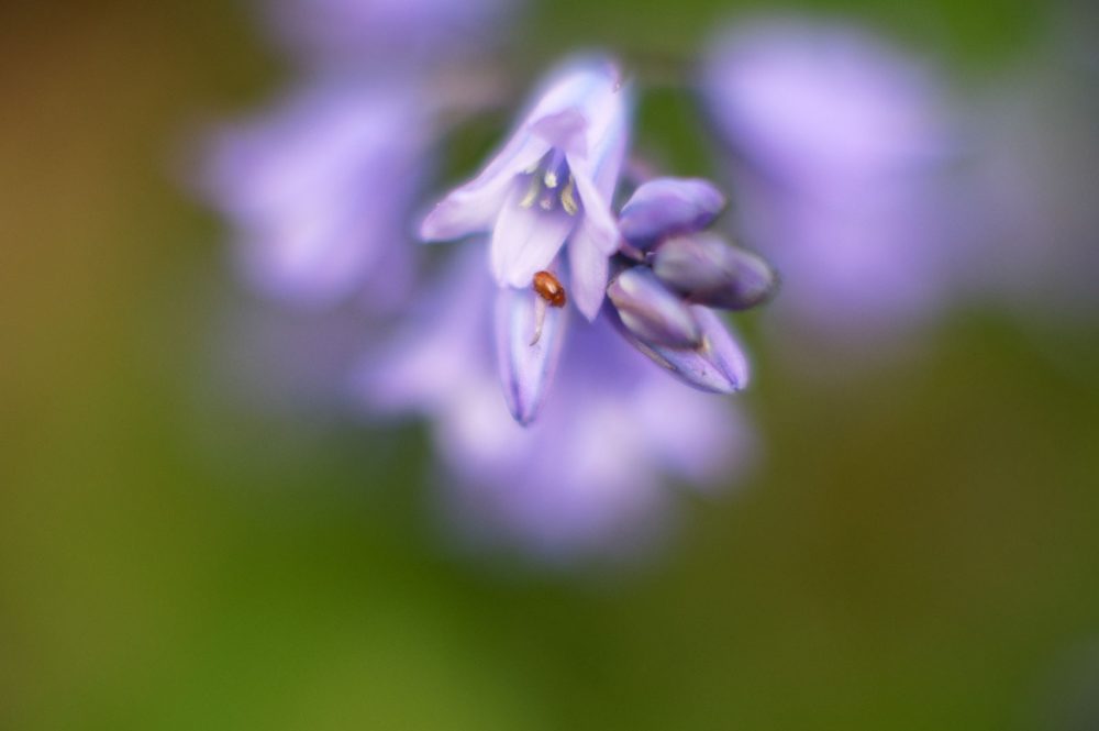 Bluebells, April 2016