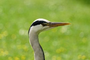 Herons, July 2016