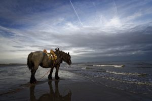 Shrimpfisherman on horseback, September 2016