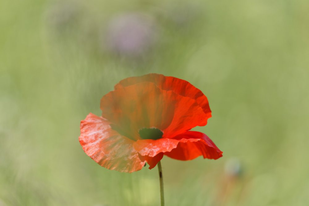 Poppies, June 2017