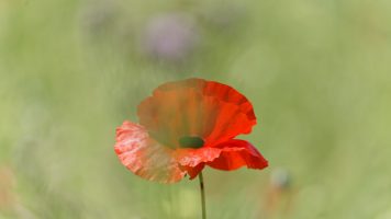 Poppies, June 2017