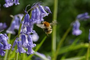 Bees and bluebells, April 2018