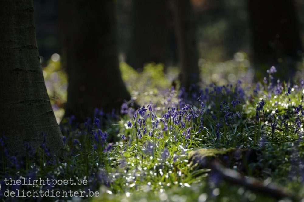 Bluebells, April 2019