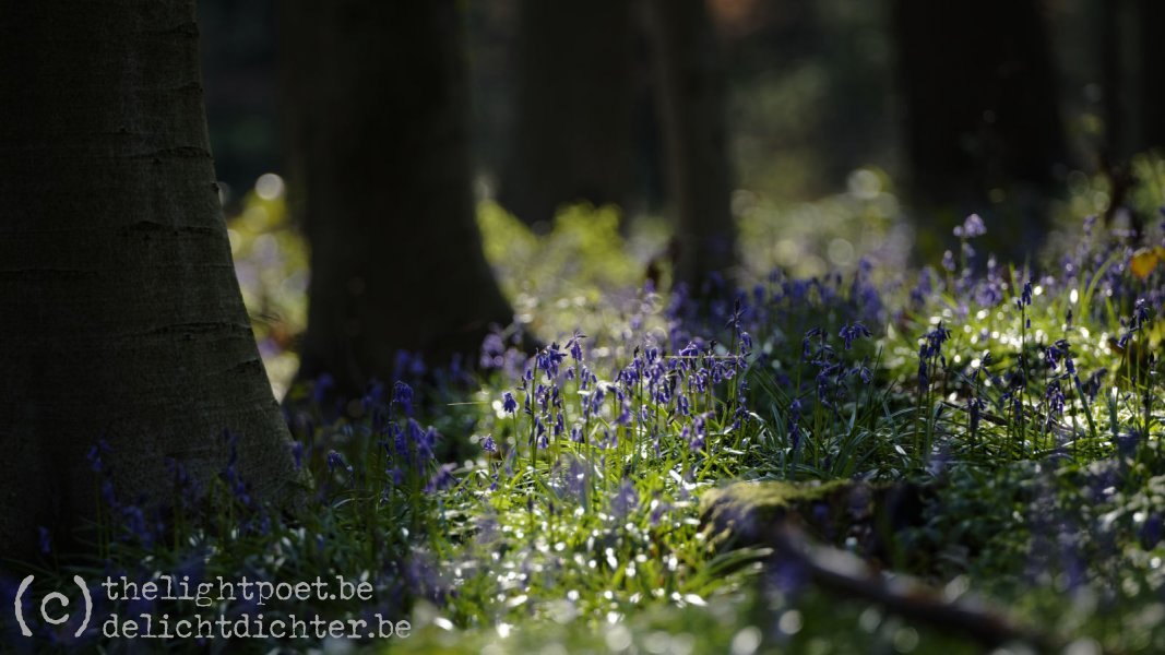 Bluebells, April 2019