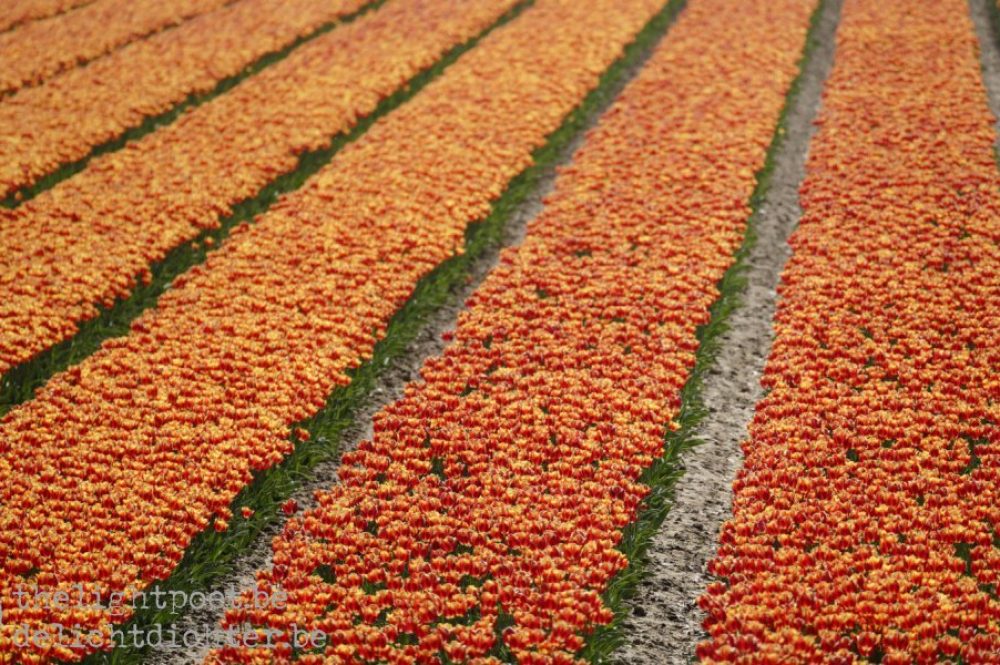 Tulips, April 2019