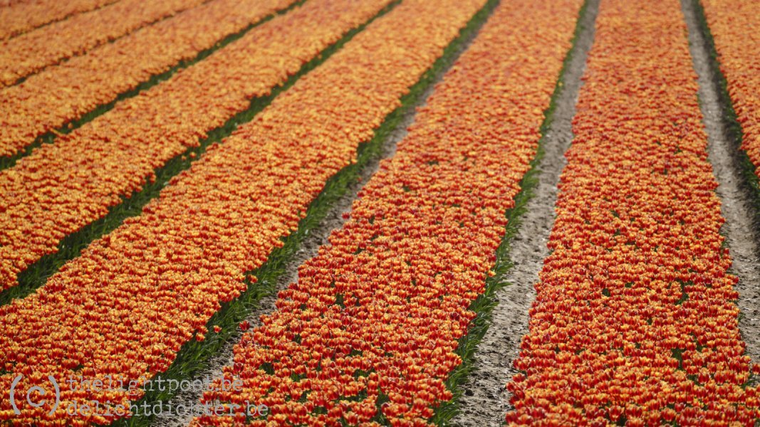 Tulips, April 2019