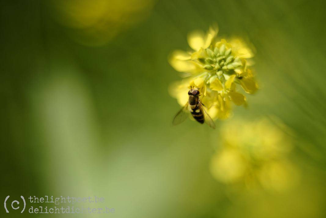 Weed (and other flowers), May 2019