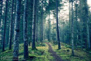 Autumn in the Vosges, October 2023